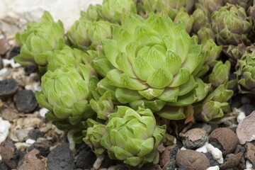 Haworthia cooperi, Asphodeloideae, native to South Africa