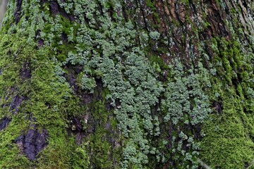 Lichen- and moss-covered tree trunk, Lueerwald, North Rhine-Westphalia, Germany, Europe