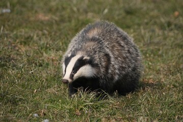 Badger (Meles meles) foraging in a meadow, Allgaeu, Bavaria, Germany, Europe © Dieter Hopf/imageBROKER