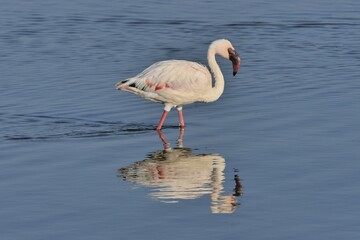 Lesser Flamingo (Phoenicopterus minor) standing in Lake Nakuru, Lake Nakuru National Park, near Nakuru, Rift Valley Province, Kenya, Africa