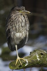 Eurasian Bittern or Great Bittern (Botaurus stellaris) standing on one leg, Münsterland, North Rhine-Westphalia, Germany, Europe
