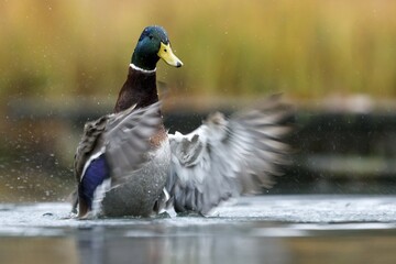 Mallard, (Anas platyrhynchoss) in the water, flapping its wings, Germany, Europe