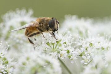 Volucella inanis (Volucella inanis), Lower Saxony, Germany, Europe