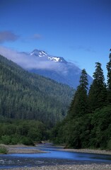 Quinault River, Olympic national park, Washington, USA, North America