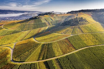 Drone shot, vineyards in autumn, near Strümpfelbach, Remstal, Baden-Württemberg, Germany, Europe