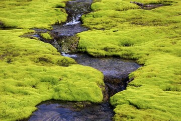 Small stream through moss, Westfjords, Iceland, Europe