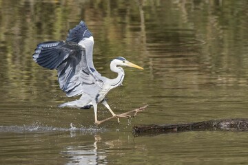 Grey Heron (Ardea cinerea) landing on dead wood in water, Hesse, Germany, Europe