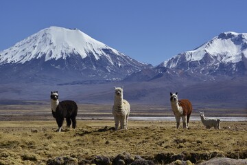 Snow-covered volcanoes Pomerape and Parinacota, llamas (Lama glama), Sajama National Park, border...