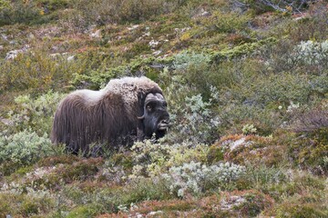 Musk ox (Ovibos moschatus), Dovrefjell-Sundalsfjella National Park, Norway, Europe