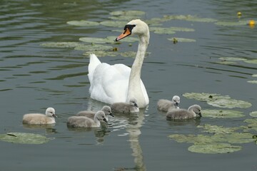 Mute swan (Cygnus olor) with chicks in the water, Allgäu, Bavaria, Germany, Europe