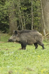 Wild boar (Sus scrofa), tusker in field, Allgäu, Bavaria, Germany, Europe
