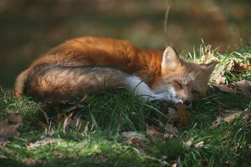 Red fox (Vulpes vulpes) rolled up, asleep