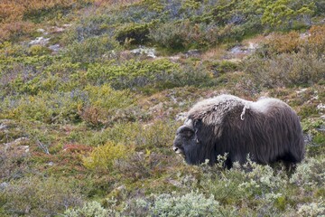 Musk ox (Ovibos moschatus), Dovrefjell-Sundalsfjella National Park, Norway, Europe