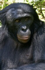 Bonobo (Pan paniscus), portrait, Lola ya Bonobo Sanctuary, Kimwenza, Mont Ngafula, Kinshasa, Democratic Republic of the Congo