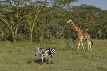 Fototapeta premium Rothschild Giraffe or Ugandan Giraffe (Giraffa camelopardalis rothschildi) and Grant's Zebra (Equus quagga boehmi), Lake Nakuru National Park, near Nakuru, Rift Valley Province, Kenya, Africa