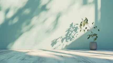 Minimalist interior scene with plant, light green wall, and sunlit wooden floor.
