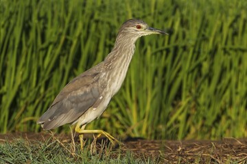 Black-crowned Night Heron (Nycticorax nycticorax), juvenile, walking at the edge of a rice field (Oryza sativa), environs of the Ebro Delta Nature Reserve, Tarragona province, Catalonia, Spain, Europe