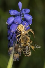 Crab spider (Xysticus cristatus) with captured honey bee (Apis mellifera) at Grape hyacinth (Muscari), Baden-Württemberg, Germany, Europe