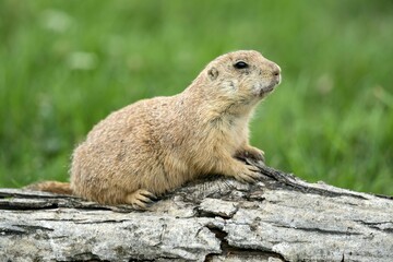 Black-tailed Prairie Dog (Cynomys ludovicianus) lying on tree trunk, France, Europe