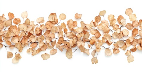 Dried beige leaves arranged in a horizontal line on white background.