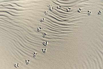 Animal tracks in the sand, dunes, mudflat, North Sea, North Holland, Netherlands