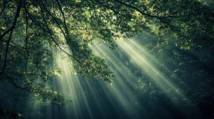 Obraz premium Sunbeams piercing through lush forest canopy.