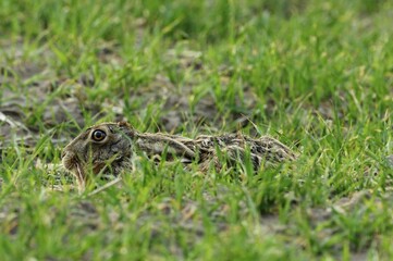 Hare (Lepus europaeus), in a hollow, North Rhine-Westphalia, Germany, Europe
