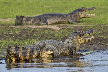 Yacare caimans (Caiman crocodilus yacara), from diagonally behind, Pantanal, Mato Grosso, Brazil, South America
