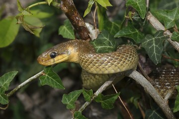 Aesculapian snake (Zamenis longissimus) ivy, Balaton Uplands National Park, Lake Balaton, Hungary, Europe