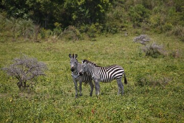 Two zebras (Equus quagga) among the bush, Arusha National Park, Tanzania, Africa