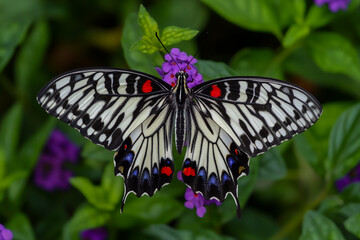 Fototapeta premium A highly detailed photograph of a butterfly.