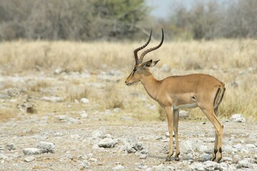 Black-faced Impala (Aepyceros petersi), Etosha National Park, Namibia, Africa
