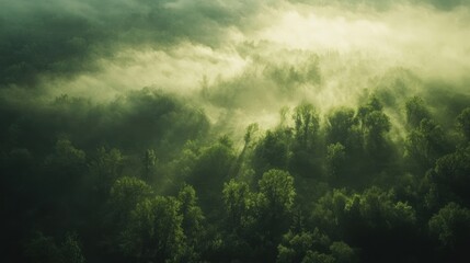 Misty forest landscape from above, showing lush green trees shrouded in fog.