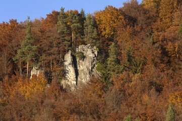 Climbing rock between beech (Fagus sp.) trees in autumn, Franconian Switzerland, Upper Franconia, Bavaria, Germany, Europe