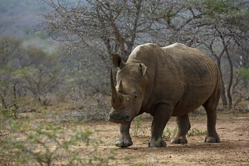 Fototapeta premium White Rhinoceros (Ceratotherium simum), Hluhluwe-Imfolozi National Park, Province of KwaZulu-Natal, South Africa, Africa