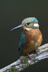 Kingfisher (Alcedo atthis), Emsland, Lower Saxony, Germany, Europe