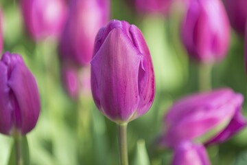 Close up of purple tulip in bloom, Keukenhof Gardens Exhibit, Lisse, South Holland, The Netherlands, Europe
