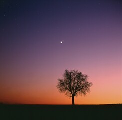 Tree in front of evening sky with moon, Baden-Wurttemberg, Germany, Europe