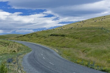 Country road next to a meadow with New Zealand sheep (Ovis orientalis aries), Cattle Creek, South Island, New Zealand, Oceania