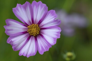 Obraz premium Jewellery basket (Cosmos), Germany, Europe