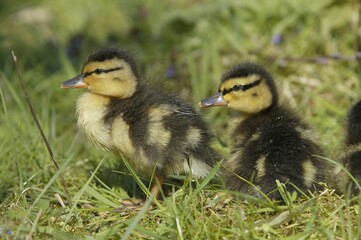 Mallard, ducklings, North Rhine-Westphalia, Germany (Anas platyrhynchos)