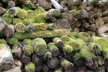 Woodpile covered with moss, Allgäu, Bavaria, Germany, Europe