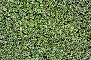 Boxwood (Buxus sempervirens) hedge, Germany, Europe