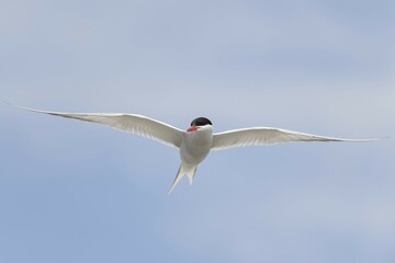 Arctic tern (Sterna paradisaea) in flight, Schleswig-Holstein, Germany, Europe