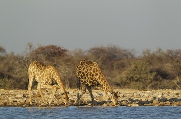South African giraffes (Giraffa camelopardalis giraffa), female on left and male drinking at waterhole, Etosha National Park, Namibia, Africa