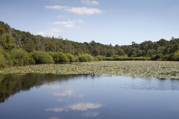 Forest lake in Cuxhaven, Lower Saxon Wadden Sea National Park, Cuxhaven, Lower Saxony, Germany, Europe