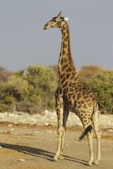South African giraffe (Giraffa camelopardalis giraffa), handsome male, Etosha National Park, Namibia, Africa