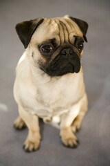 Young pug, sitting