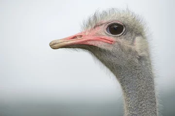  Ostrich (Struthio camelus), portrait, ostrich farm, captive, Wermelskirchen, North Rhine-Westphalia, Germany, Europe © Anton Luhr/imageBROKER