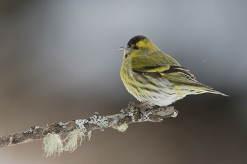 Eurasian siskin (Carduelis spinus) male sitting on twig in winter, Stubai Valley, Tyrol, Austria, Europe